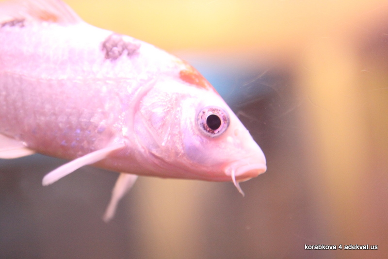 13/09/09 - разогрев на минском концерте Brazzaville